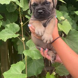 Legacy - Red fawn female Bullmastiff puppy in South Attleboro, Massachusetts from Bessettes Bullies