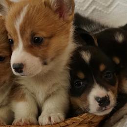 Pembroke Welsh Corgis from Dahl house kennels & arrow kennel care