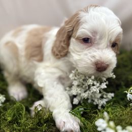 Aspen - Buff and white male Cockapoo puppy in Orem, Utah from Paradise Cockers