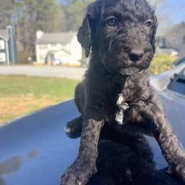 Dallas - Cafe au lait female Poodle puppy in Atlanta, Georgia from Syren House Doodles & Poodles