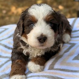 Otto - Merle male Bernedoodle puppy in Sandy, Oregon from MC Doodles