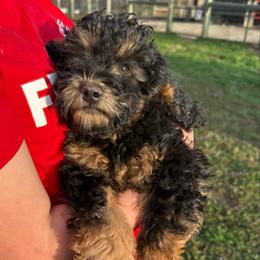 Romeo - Phantom male Poodle puppy in Centralia, Illinois from Brick Hill Ranch