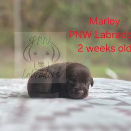 Marley - Chocolate male Labrador Retriever puppy in Rogue River, Oregon from PNW Labradors
