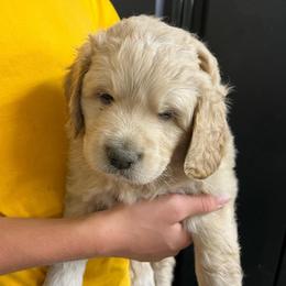 Whipple - Cream male Pyredoodle puppy in Prescott, Washington from Washington Pyredoodles