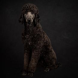 Poodle All Grown Up from Above the Standard Dogs