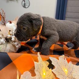 Orange collar male - Gray male Cane Corso puppy in St. Augustine, Florida from RG2 Cane Corsos