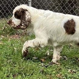 English Springer Spaniels from Two Hills Springers