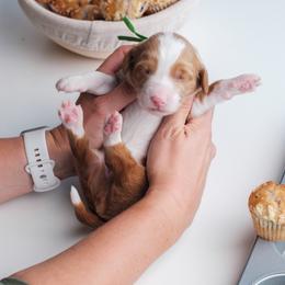 Goldendoodle Puppies from New Doods On The Block