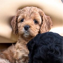 Berry - Golden female Cockapoo puppy in Marietta, South Carolina from River Falls Cockapoos