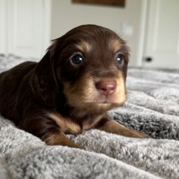 GEORGIE - Chocolate and tan male Dachshund puppy in Fort Worth, Texas from Chadwick Farms Mini Dachshunds