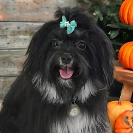 Havanese from Sofila Havanese