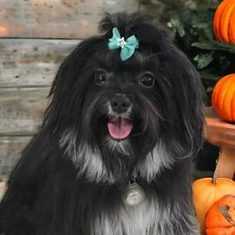 Havanese from Sofila Havanese