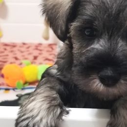 Boy 3 - Miniature Schnauzer puppy from Schnauzer Affinity