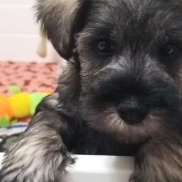 Boy 3 - Miniature Schnauzer puppy from Schnauzer Affinity