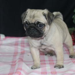 River - Fawn female Pug puppy in Tuscola, Illinois from Dream on puppies