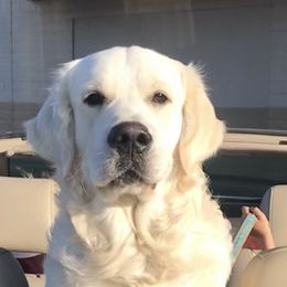 Golden Retriever Puppies from Michelle‘s English cream golden retrievers