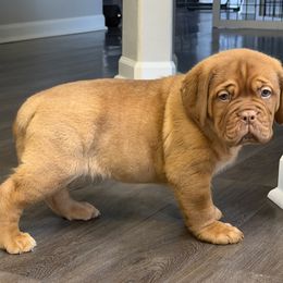 Dogue de Bordeaux puppies from Willamette Valley Dogues