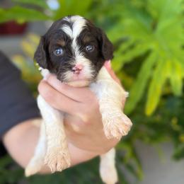 Cider - Chocolate male Cavapoo puppy in Millersburg, Ohio from T Sanctum
