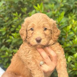 Red Balloon - Apricot male Goldendoodle puppy in Stockton, California from Port City Doodles