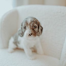 Aussiedoodle and Cockapoo Puppies from Dark Corner Doodles