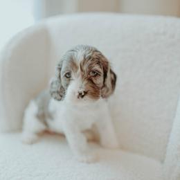 Aussiedoodle and Cockapoo Puppies from Dark Corner Doodles