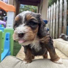 Bernedoodle, Poodle, and Saint Berdoodle Puppies from Myt fine doodles