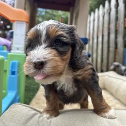 Bernedoodle, Poodle, and Saint Berdoodle Puppies from Myt fine doodles