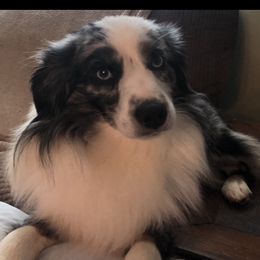 Goose - Toy Australian Shepherd