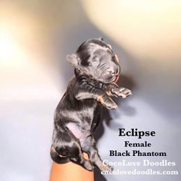 Eclipse - Phantom female Goldendoodle puppy in Glendale, Arizona from CocoLove Doodles