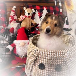 Collie Puppies from Cold Mountain Collies