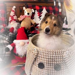 Collie Puppies from Cold Mountain Collies