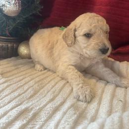 Greg (green) - Cream male Goldendoodle puppy in Fayettville Ar, Arkansas from Ozark Bulldogs and doodles