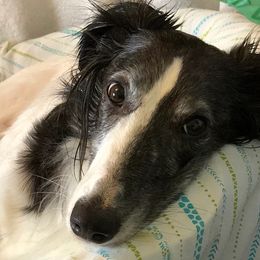Silken Windhounds from Sundance Silkens