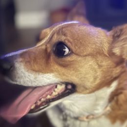 American Corgis, Companion Crosses, and Deutsch-Drahthaars from Brave Country Kennels