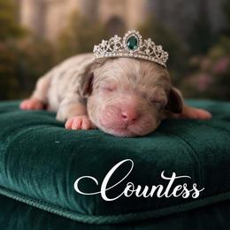 Countess - Red merle female Aussiedoodle puppy in Roebuck, South Carolina from Dani's Dandy Doodles