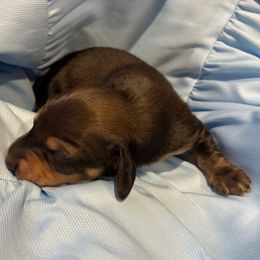 Weasel - Wild boar male Dachshund puppy in Dobson, North Carolina from Oakleys Dachshund Haven
