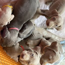 Weimaraner Puppies from Alpha Weims by The Mattas Kennel
