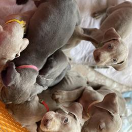 Weimaraner Puppies from Alpha Weims by The Mattas Kennel