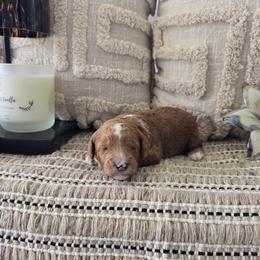 Wrangler - Red  male Goldendoodle puppy in Floyd, Virginia from Hearts and Paws Poodles and Doodles