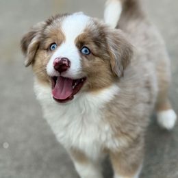Summit - Red merle male Toy Australian Shepherd puppy in Spokane Valley, Washington from Northern Roots Aussies