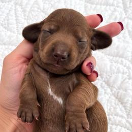 Chocolate truffles 3000 - Chocolate male Dachshund puppy in Bremen, Georgia from Jones Royal Kennels / Jones Miniature Dachshunds