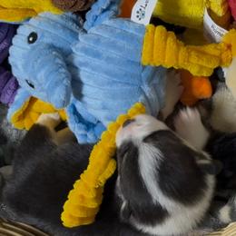 AKC Blue Elephant - Black and tan female Pembroke Welsh Corgi puppy in Summerfield, Florida from Promise Land Farm