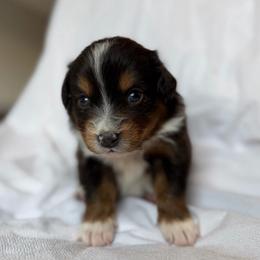 Hazel - Red tri-color female Australian Shepherd puppy in Richmond, Virginia from RVA Aussies