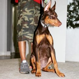 Doberman Pinscher Puppies from Franklin Dobermans
