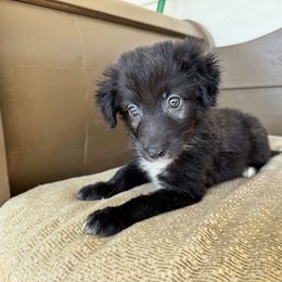Sally - Black & white female Australian Shepherd puppy in Dade City, Florida from Autumn Fall Aussies