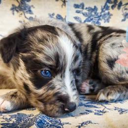 Leo - Blue merle male Australian Shepherd puppy in Honeoye Falls, New York from Soaring SKKY Australian shepherds