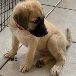 Red - Fawn female Anatolian Shepherd Dog puppy in Winter Haven, Florida from Karen's Anatolian Shepherd Dogs