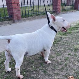 Onion - Miniature Bull Terrier
