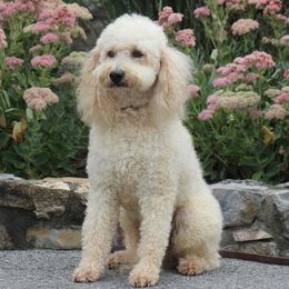 Issac - Labradoodle