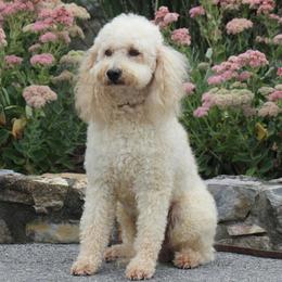 Issac - Labradoodle